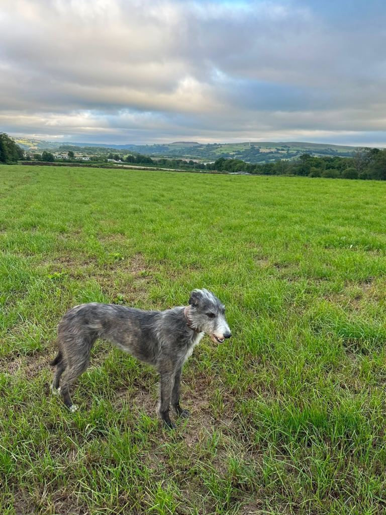 Deerhound/greyhound 