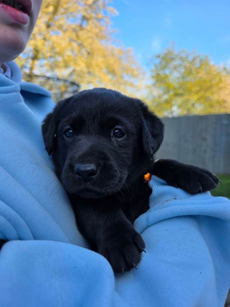 Stunning KC Labrador Puppies