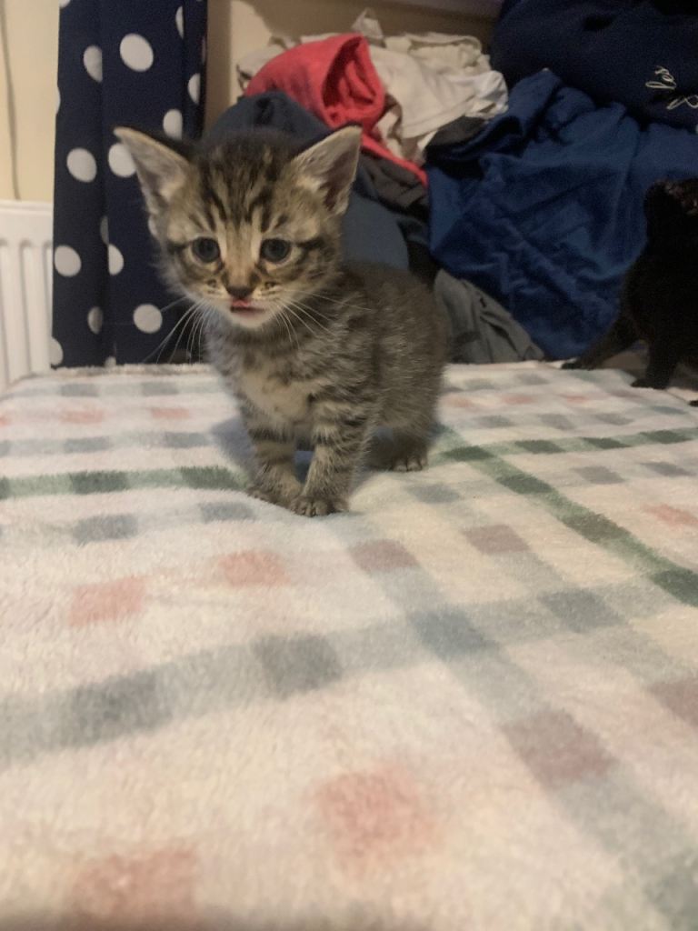 1 gorgeous tabby left