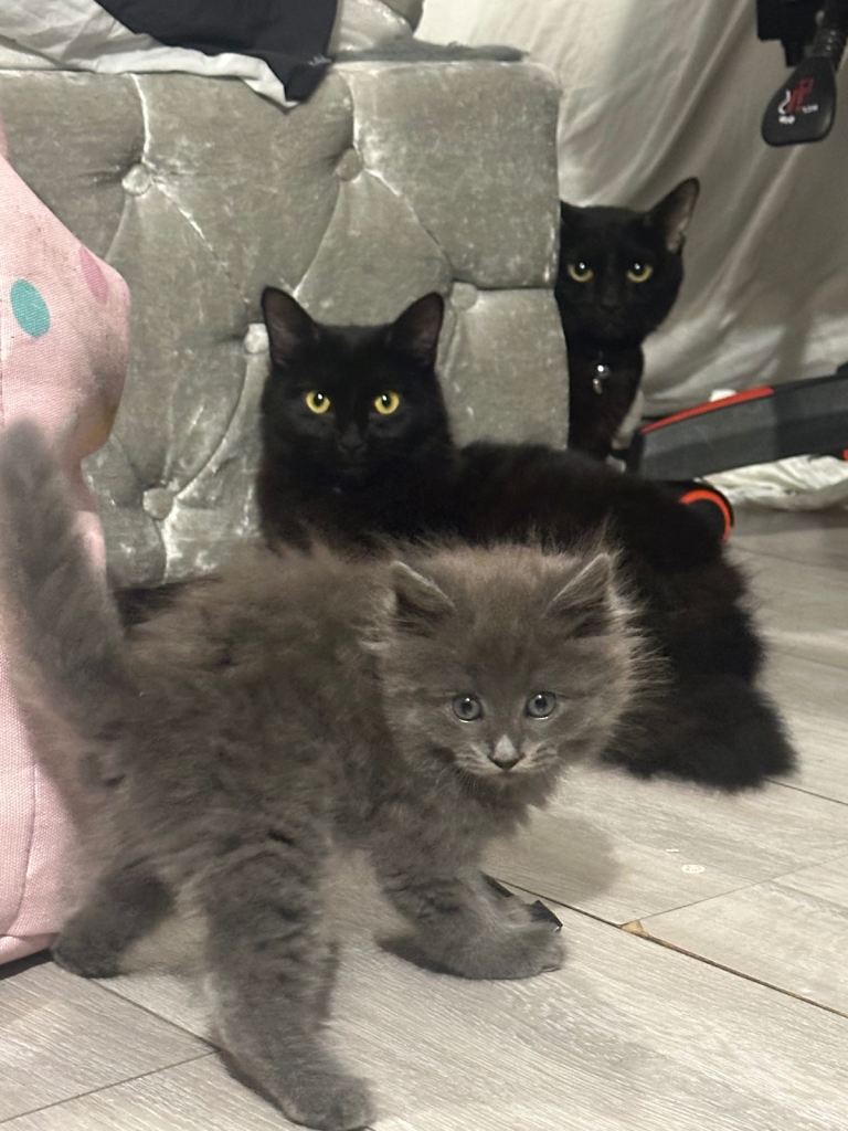 Stunning Grey Fluffy Female Kitten