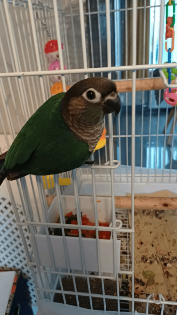 Lovely bird 