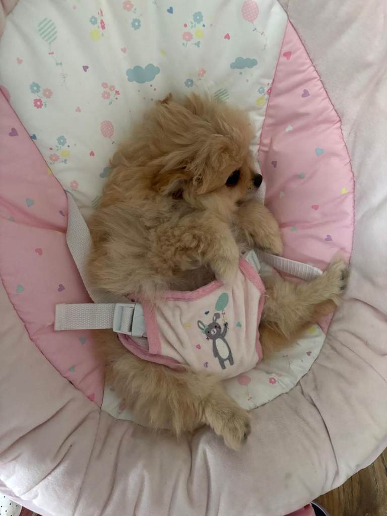 Tinyteddybear pomeranian 