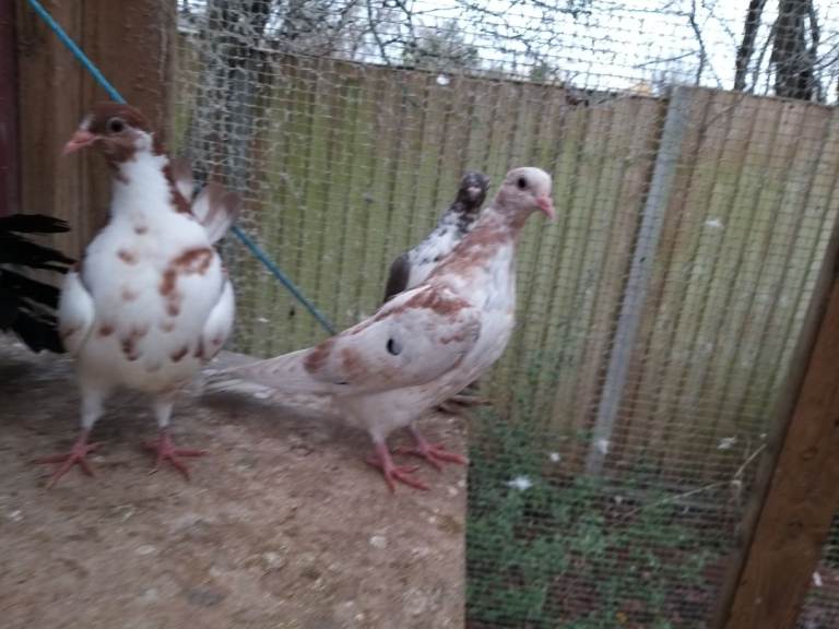 Young pigeons for sale 