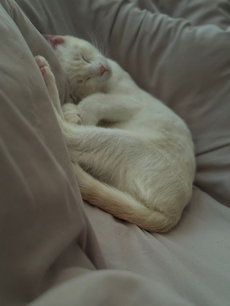 Ragdoll kitten