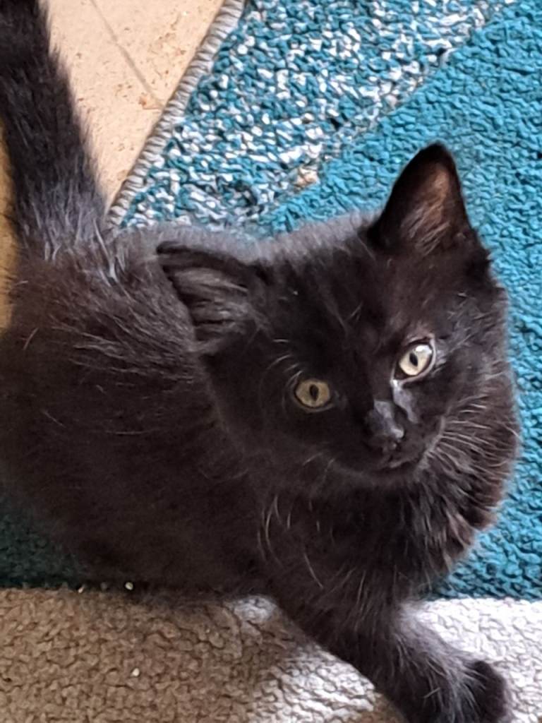 Mix bread maincoon and turtle