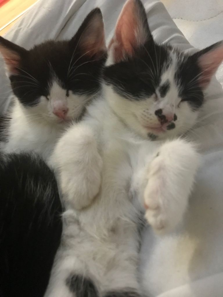 Sweet & affection kittens
