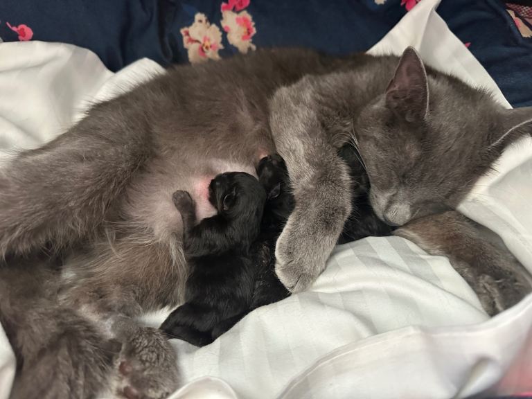 Gorgeous Loving Healthy kittens