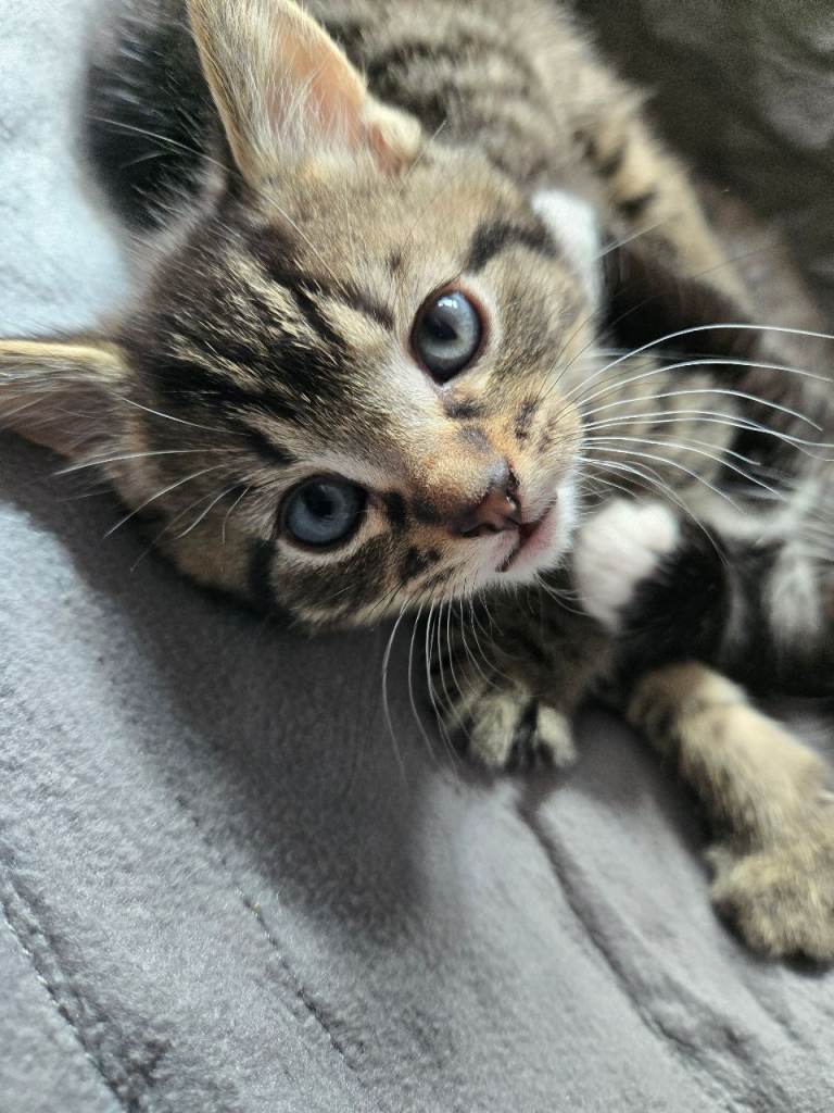 Two male kittens for sale 