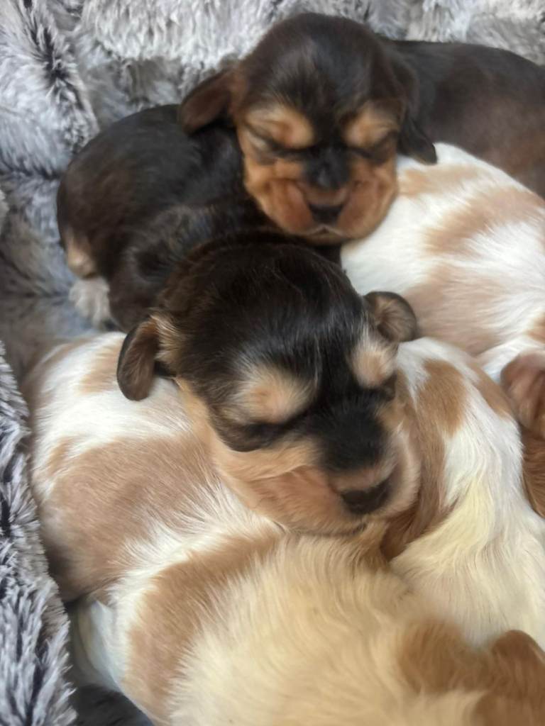 Show-Type Cocker spaniels 