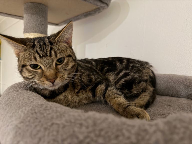 7 month old Kitten - Lulu