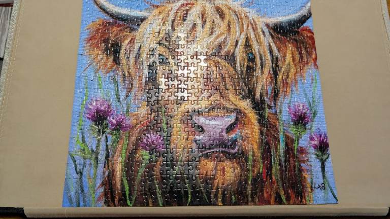 Highland Coo Jigsaw Puzzle (500 pieces)