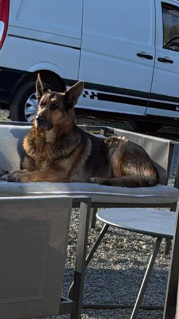 german shepherd 