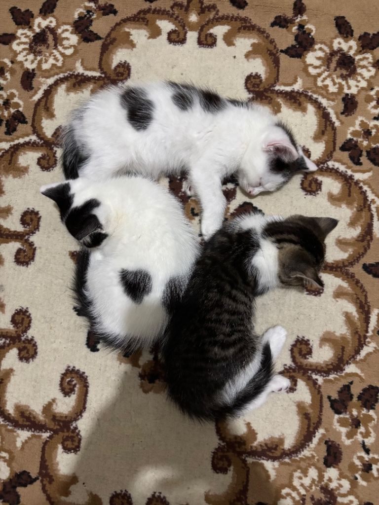 kittens for sale