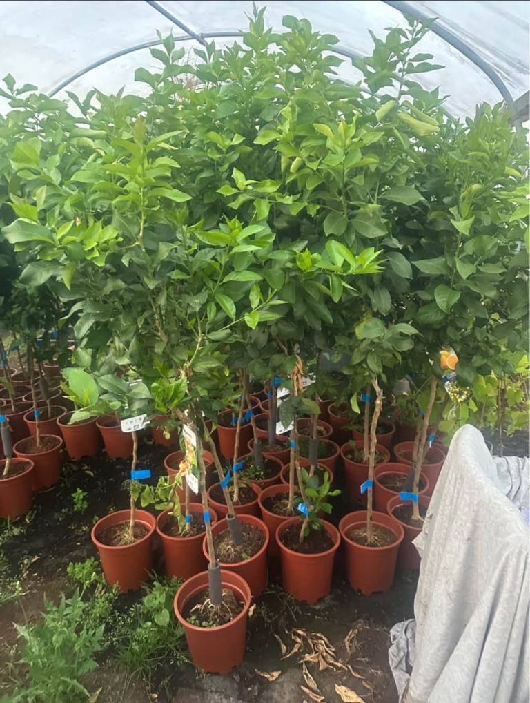 Lime and Lemon trees 