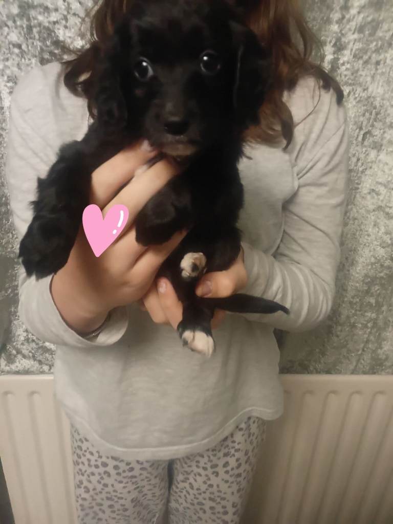 Beutiful little girl looking for a home last out a litter of 8