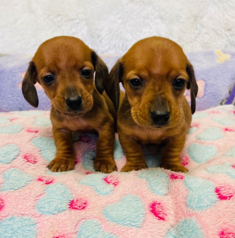 Tiny Miniature Dachshund Puppies.