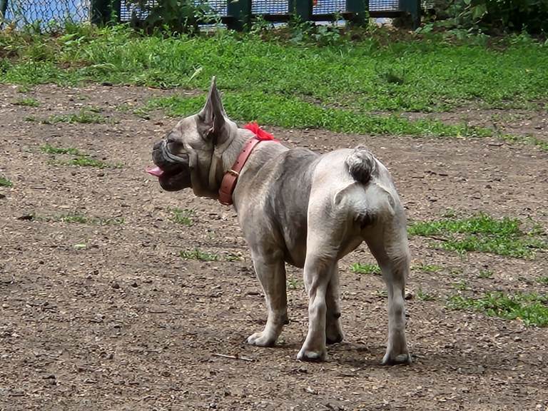 French Bulldog 8 months Female 