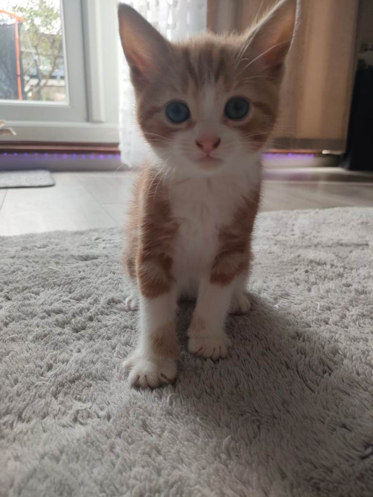 Ordinary short - haired non- pedigree cats