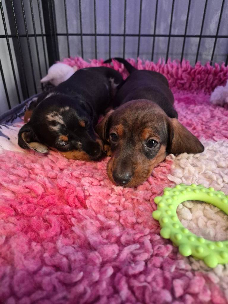 Miniature dachshund puppys 