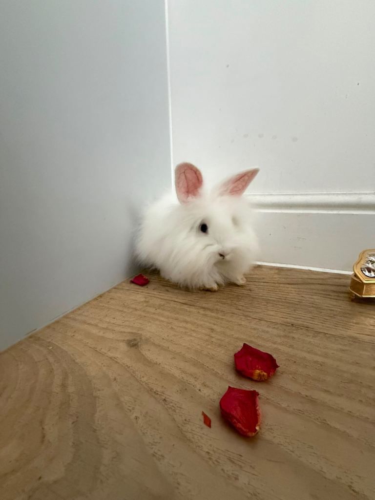     🐰 Blue-Eyed Lionhead × Angora Females – £40 & £60 🐰