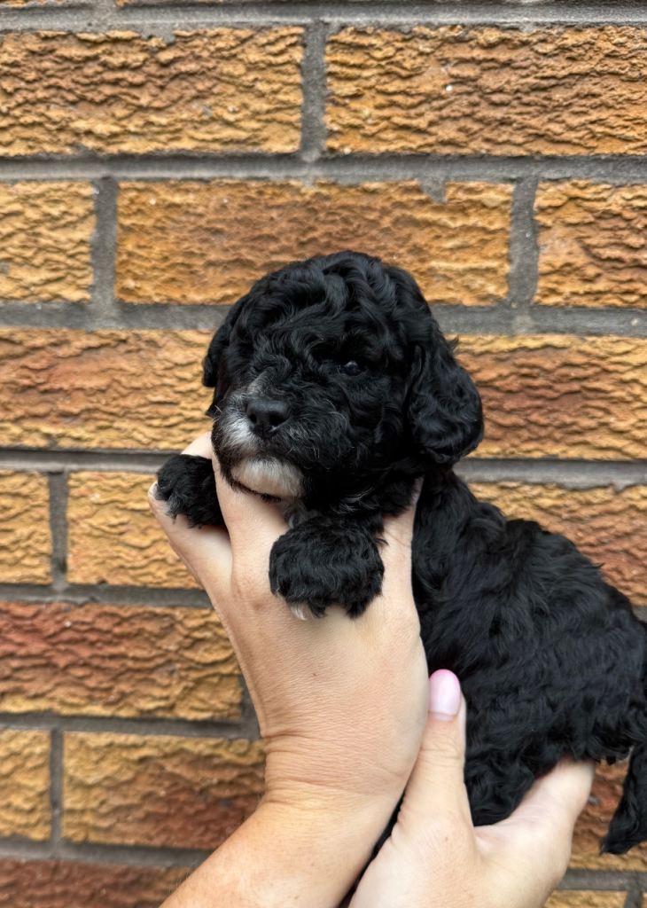 🐾 Beautiful Toy Cockapoo Puppies from Extensively DNA & Health Tested Parents 🐾