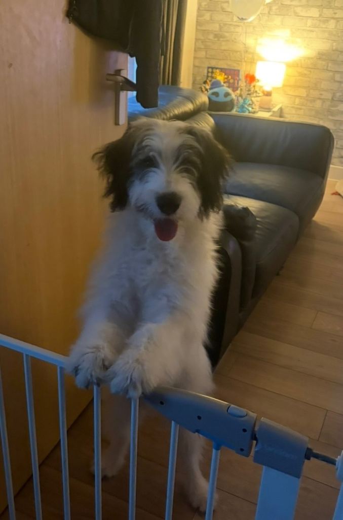 Husky mix, Male, 1 yr