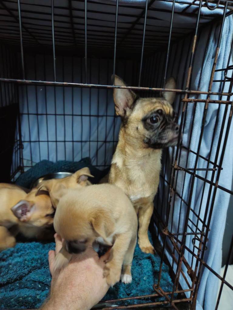 1 male chug puppy looking for forever home