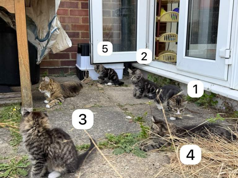 Ragdoll x Tabby kittens ready for loving homes 