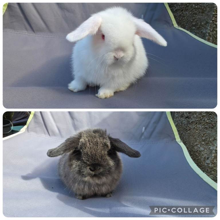 Baby mini lops 