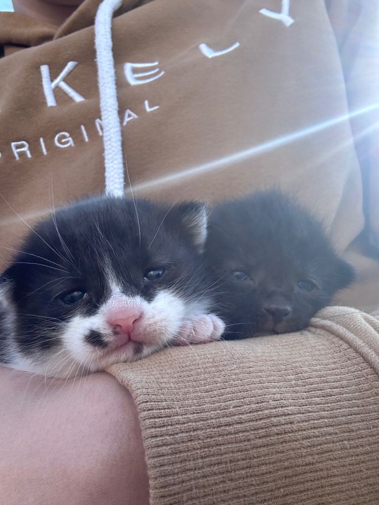 2 boy kittens
