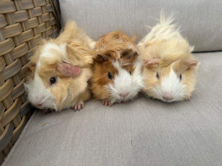 Baby guinea pigs and baby rabbits.