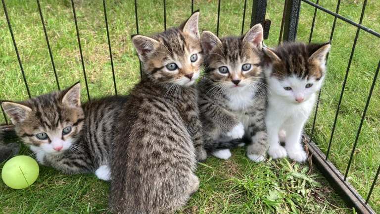 Kittens looking for homes