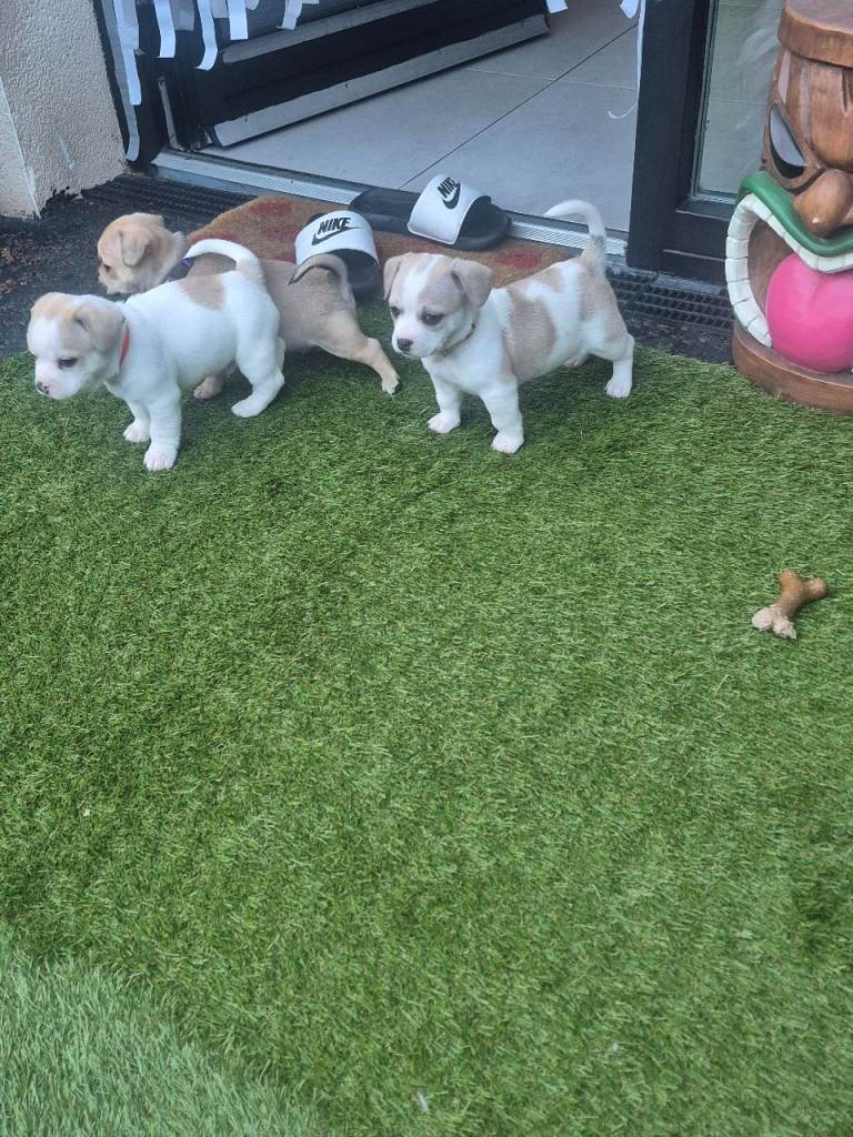 Chihuahua/frenchies