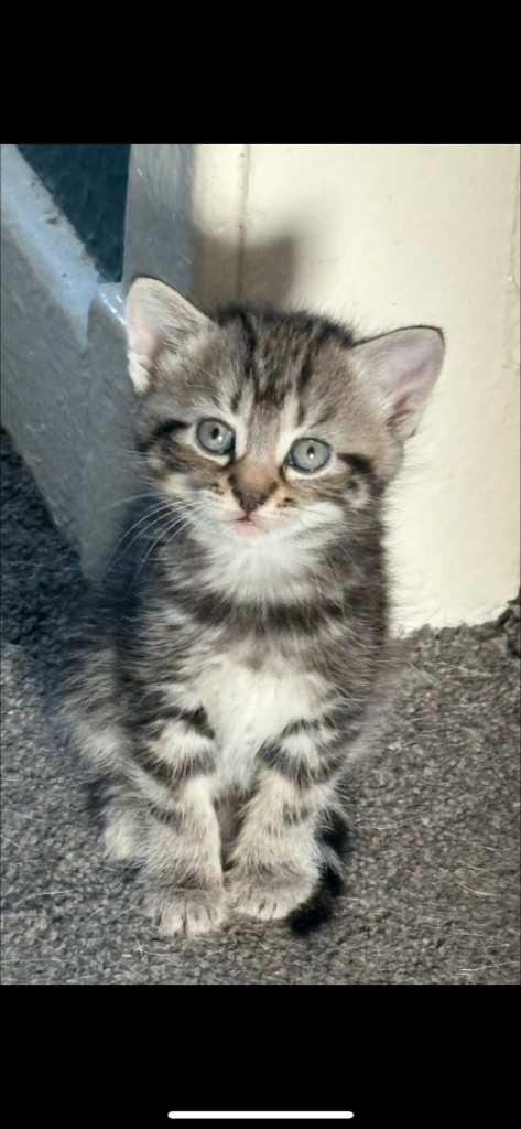 Kittens 