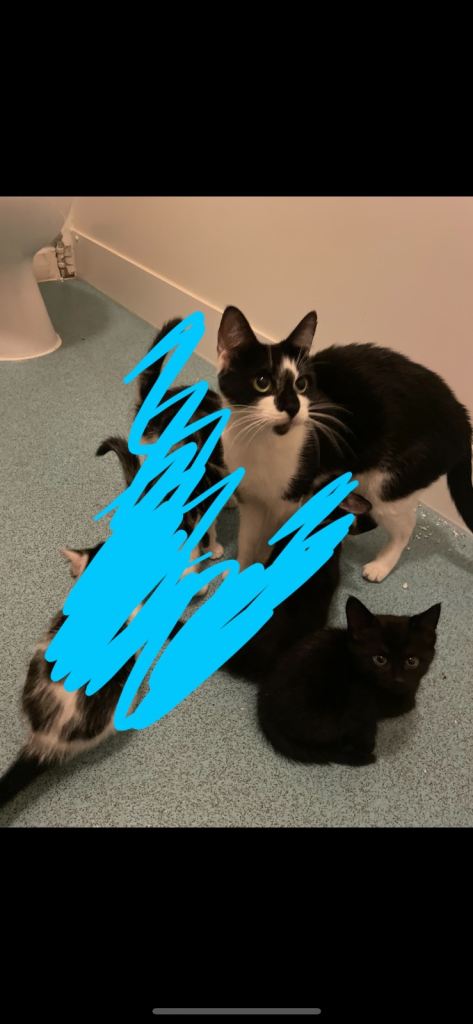 1 baby girl kitten left