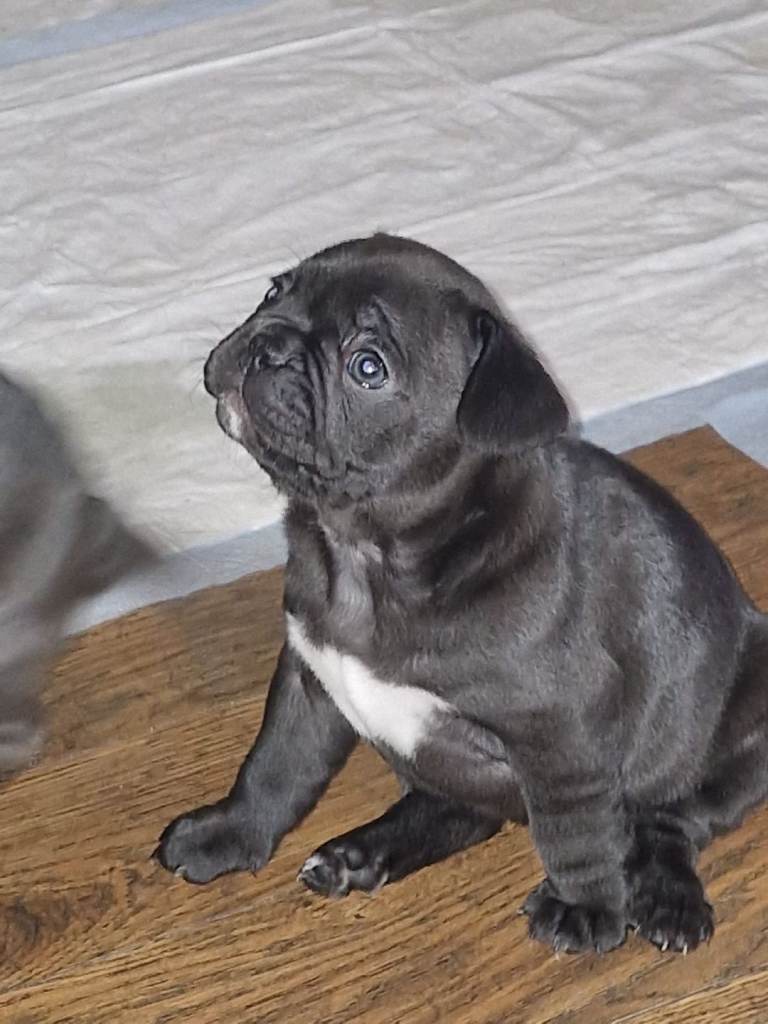 French bulldog x pug puppy