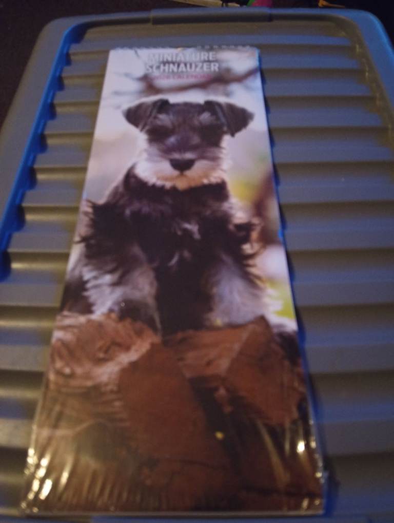 Miniature schnauzer 2026 calendar 