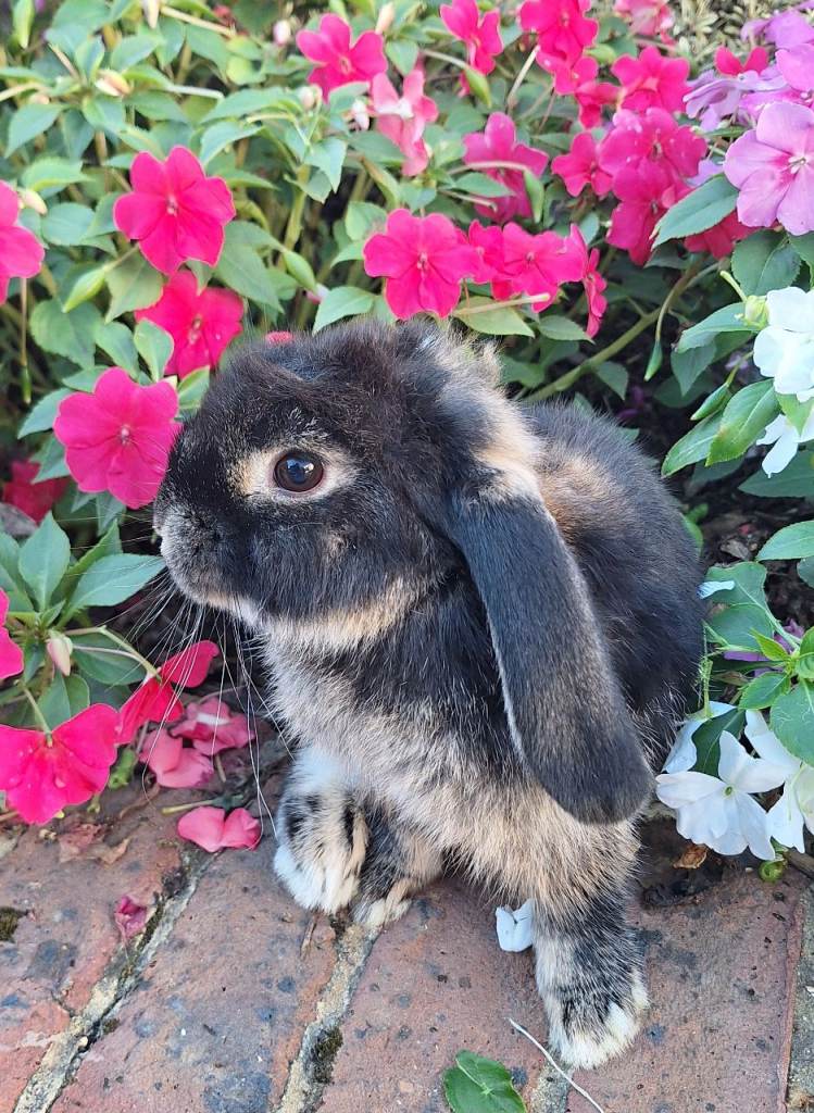 Mini lop Pet Rabbit
