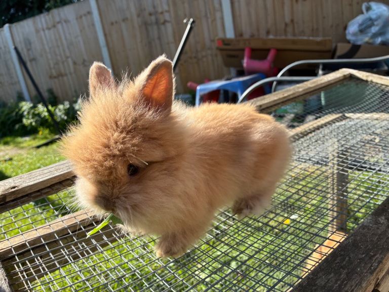 2 beautiful lionhead baby boys 