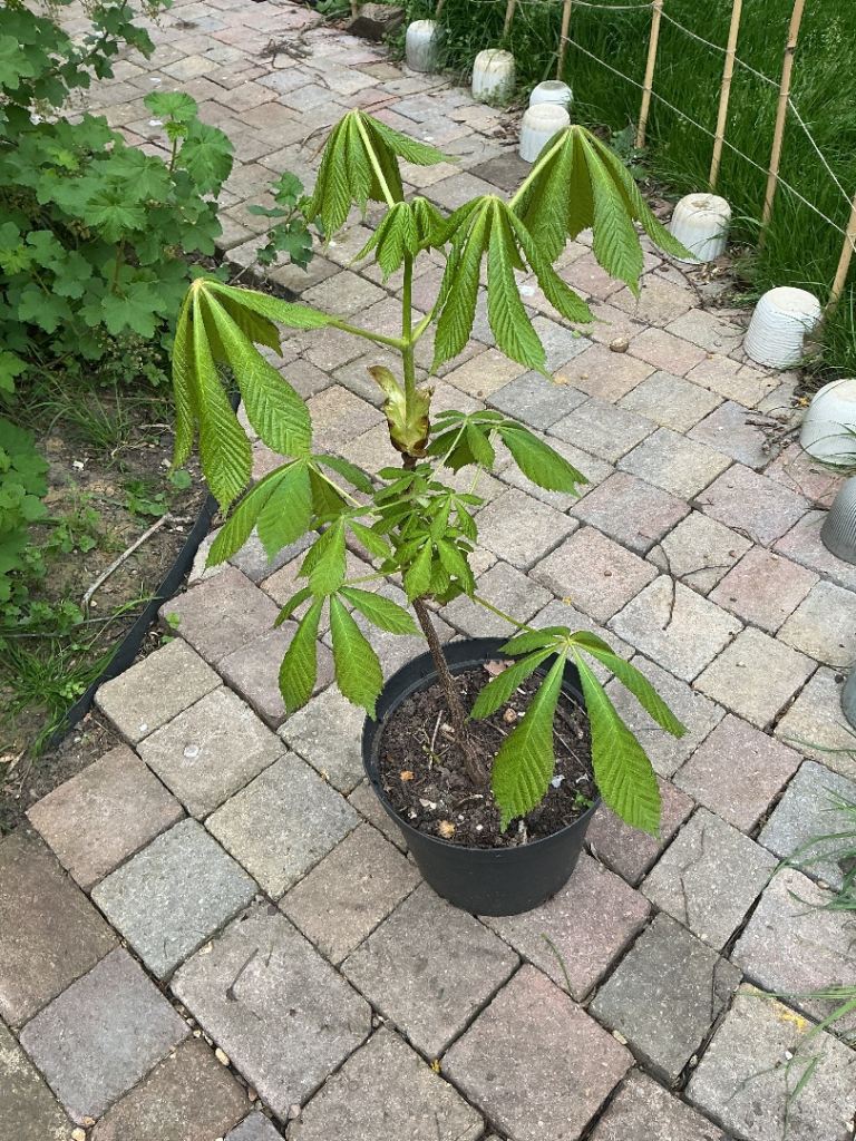Horse Chestnut saplings