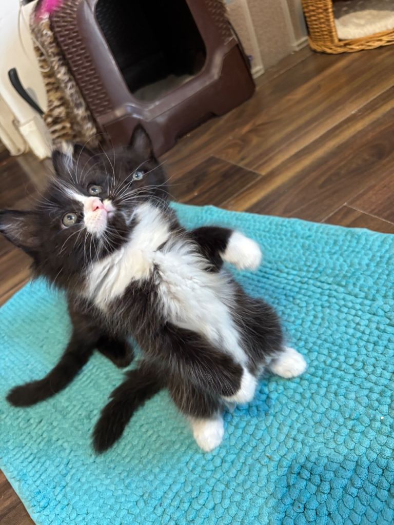 Half Ragdoll kitten
