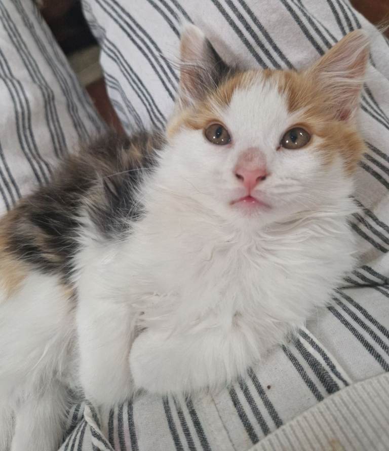British shorthair x Calico cross kittens