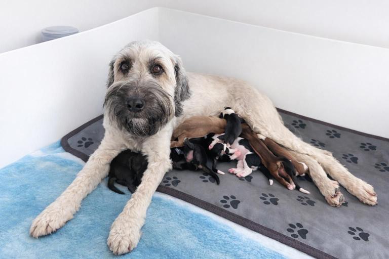 🐾 Beautiful Poodle Cross Puppies – Family Raised 🐾