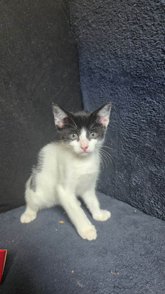 Kittens for sale 