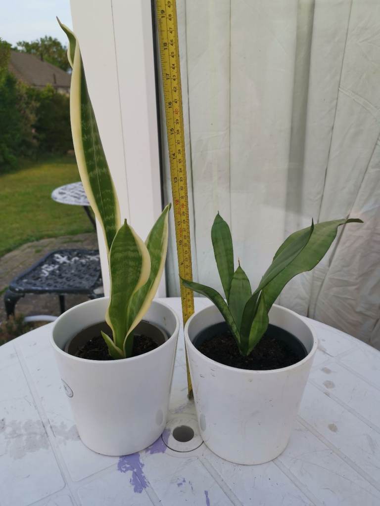 Snake plants with Ceramic pots