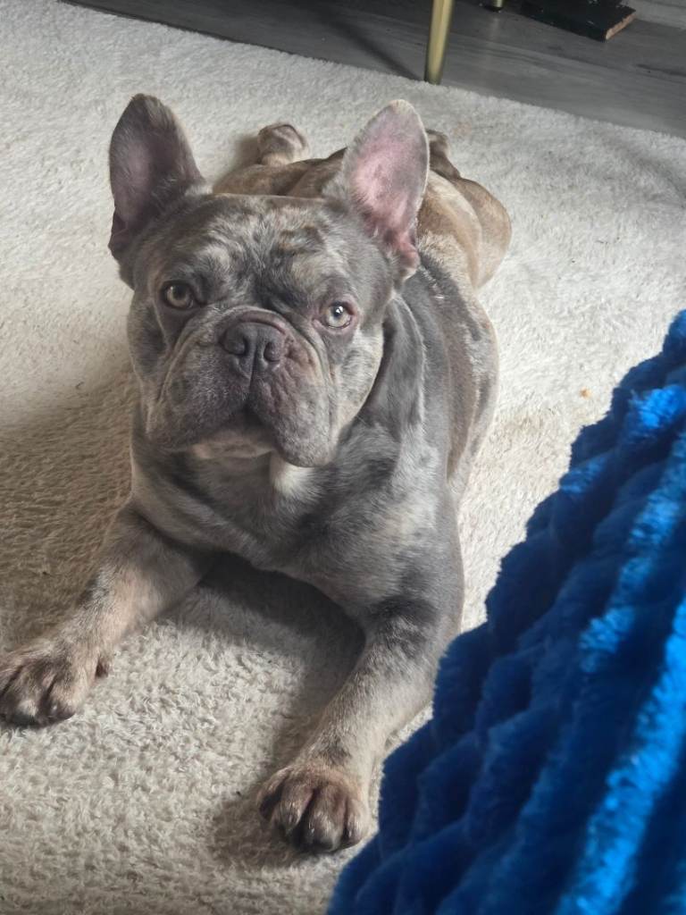 Beautiful Merle French Bulldog Looking for a New Home