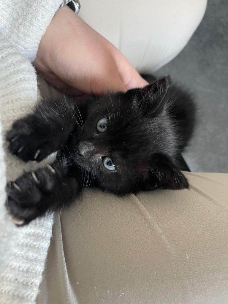 Male Kitten 