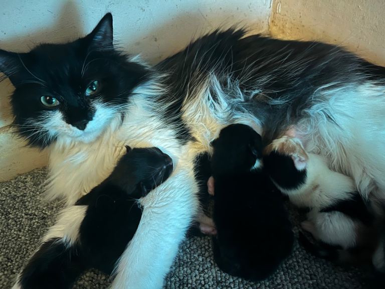 Pre-order kittens available to leave mum 5th May 