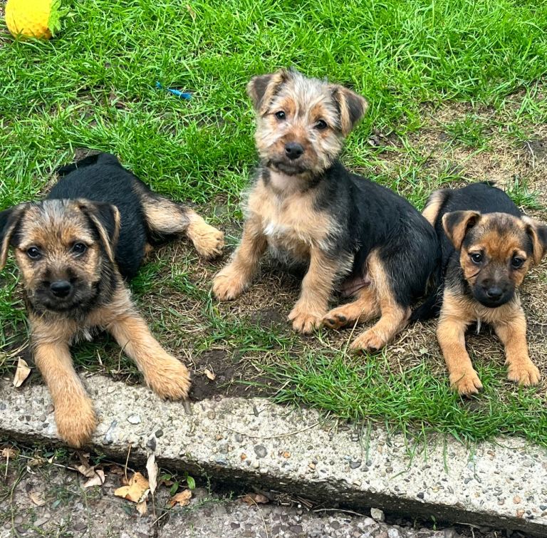 BORDER X JRT PUPPIES, READY FOR NEW HOMES NOW