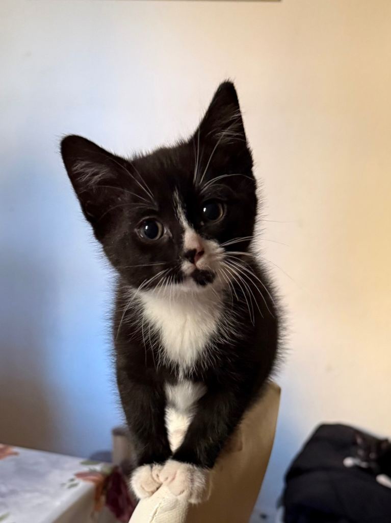 Kitten for sale
